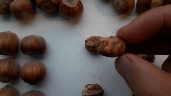 Фундук Барселонский. Выход ядра.