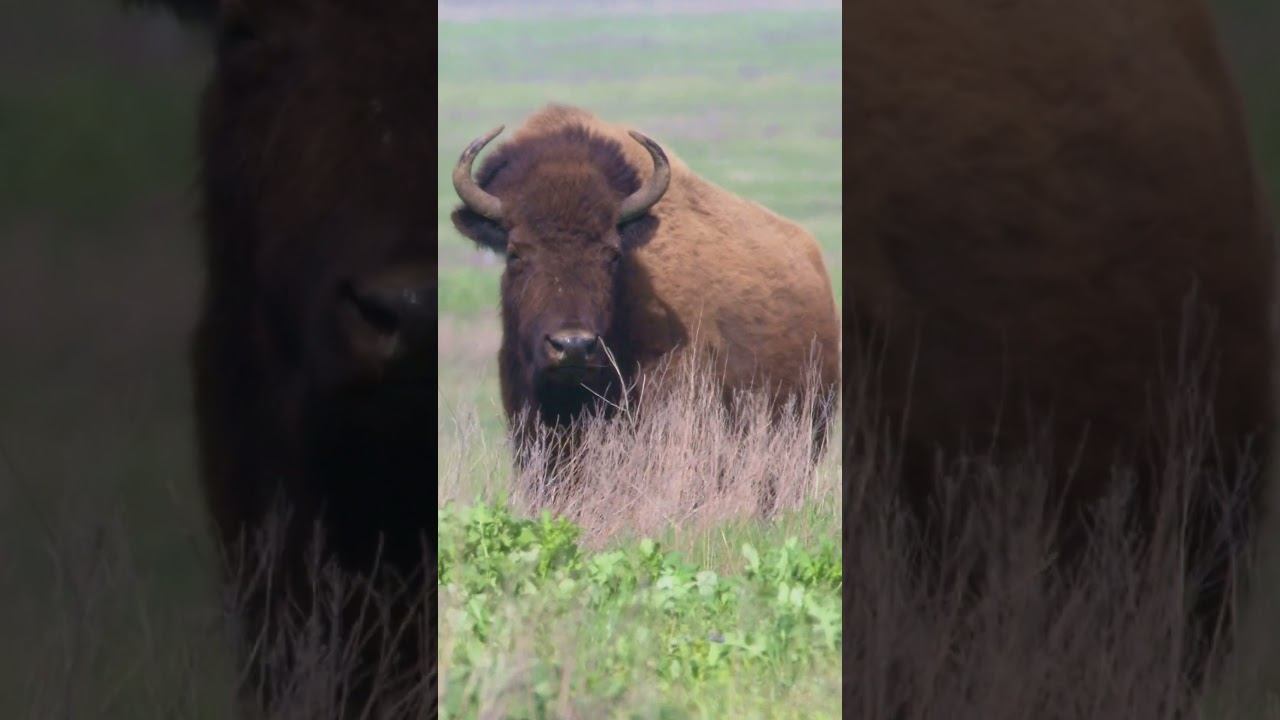 Бизон | Bison смотреть онлайн