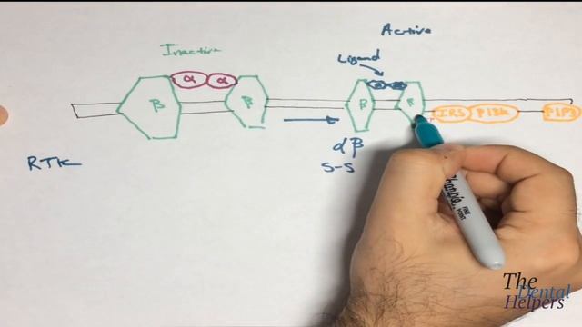 Physiology - Insulin Receptor смотреть онлайн