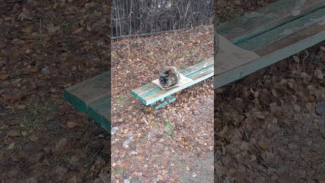 Декабрьская встреча с пестрой красоткой смотреть онлайн