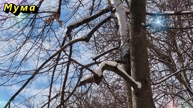 Будут ли морозы страшнее, чем когда-либо? Прогноз на зиму 2025. Астрологический прогноз. Приметы