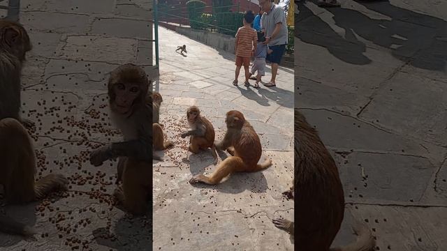 Рубрика "непальские обезьянки" #непал #экскурсия #обезьянка смотреть онлайн