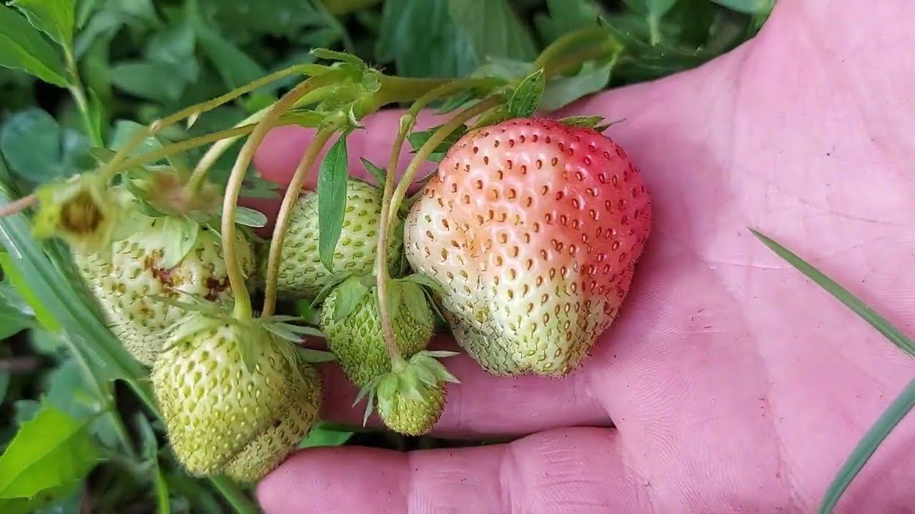 Vrei o recolta bogata de capsuni ? Oferă-le acest elixir și vor răspunde cu un potop de fructe mari смотреть онлайн