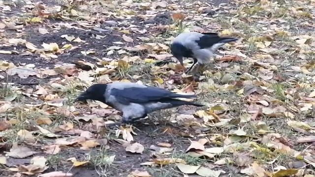 Молодая ворона Здоровячок испугалась \ Young crow Big got scared смотреть онлайн