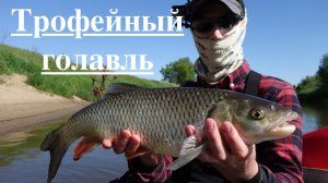 Трофейный голавль