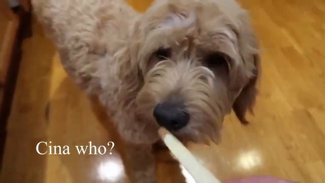 Homemade Dog-Friendly French Fries Day (EASY!!) смотреть онлайн