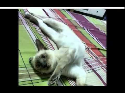 Photo kittens 3! Фото котят 3! смотреть онлайн