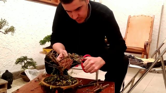 Como recuperar una calliandra o carboneros. BONSAI PARA PRINCIPIANTES 2022 смотреть онлайн