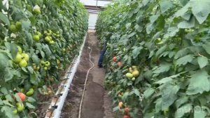 Гидропоника своими руками