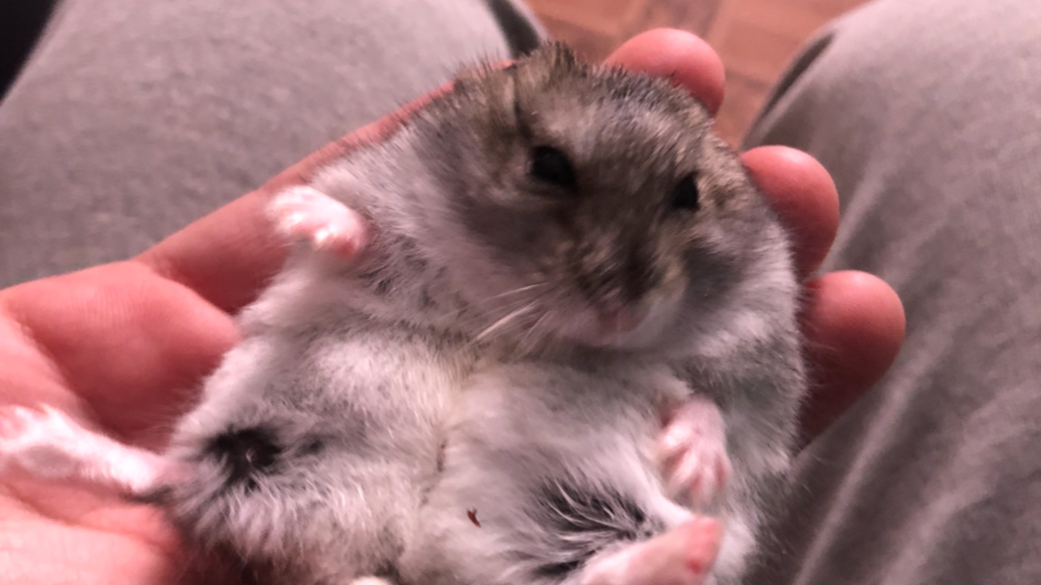 Демка в союзниках нериальный камбек. смотреть онлайн