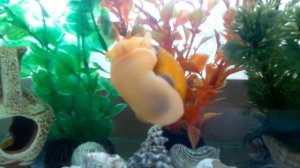 Бедная улитка!!!!))))