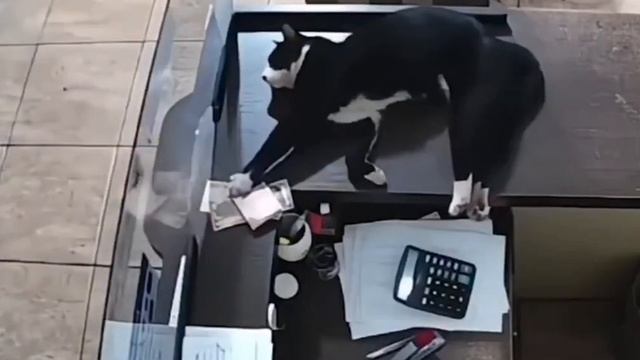 лучший вахтер😸