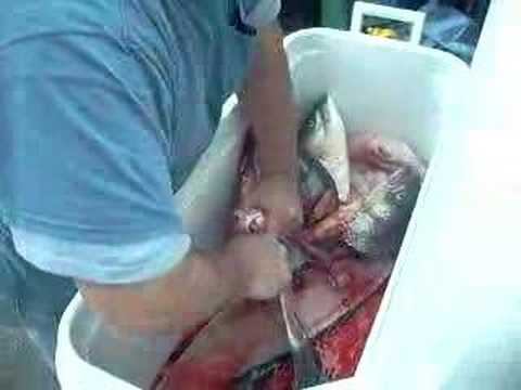 Click were Cutting THe heads with a pocket Knife смотреть онлайн
