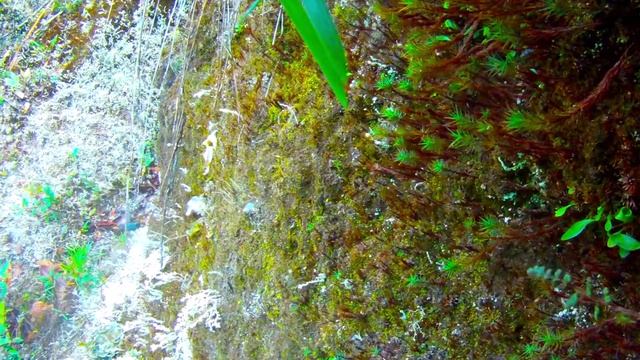 Peru wildlife: Tyrian Metaltail Hummingbirds смотреть онлайн