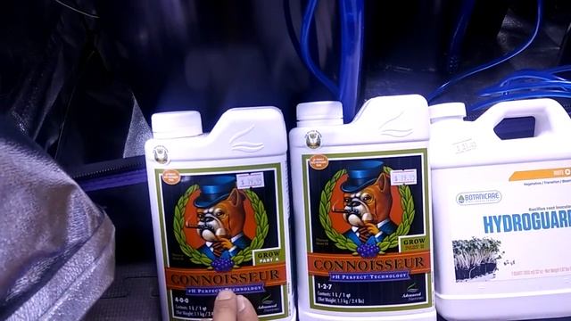 DWC system !!!!!!! Its just the start. смотреть онлайн