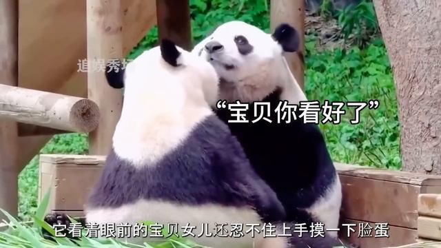 熊猫伤人屡见不鲜，莽辰辰紧追奶爸不放，不料奶爸瞬间被扑倒【追娱秀场】 смотреть онлайн
