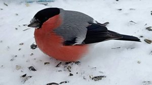 Снегирь прилетел на кормушку