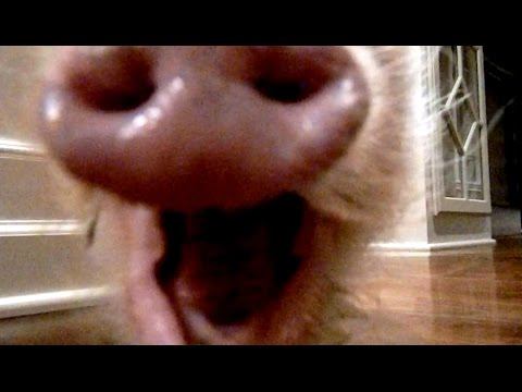 Mini Pig Walks Around Screaming When He's Sleepy смотреть онлайн
