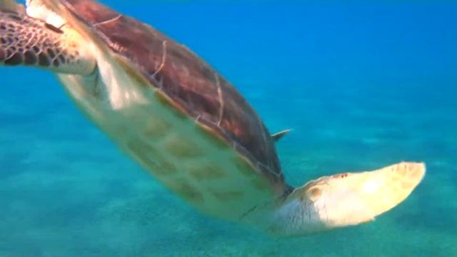 Черепашонок смотреть онлайн