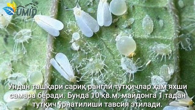 OQ QANOT Va O‘RGIMCHAK KANA  Xashoratlariga Qarshi Kurash.