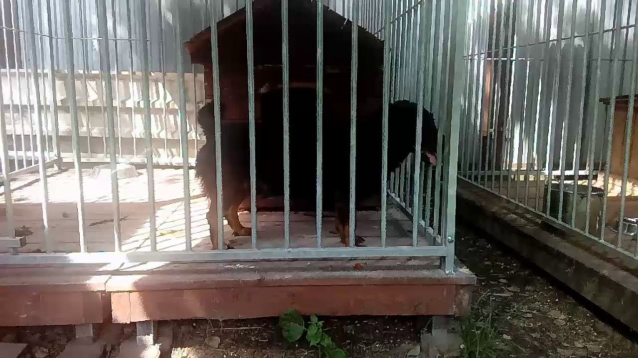 Fado z Ożarowa смотреть онлайн