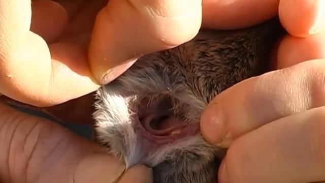 The Mighty Mountain Pygmy Possum Part 2 (Summer) смотреть онлайн