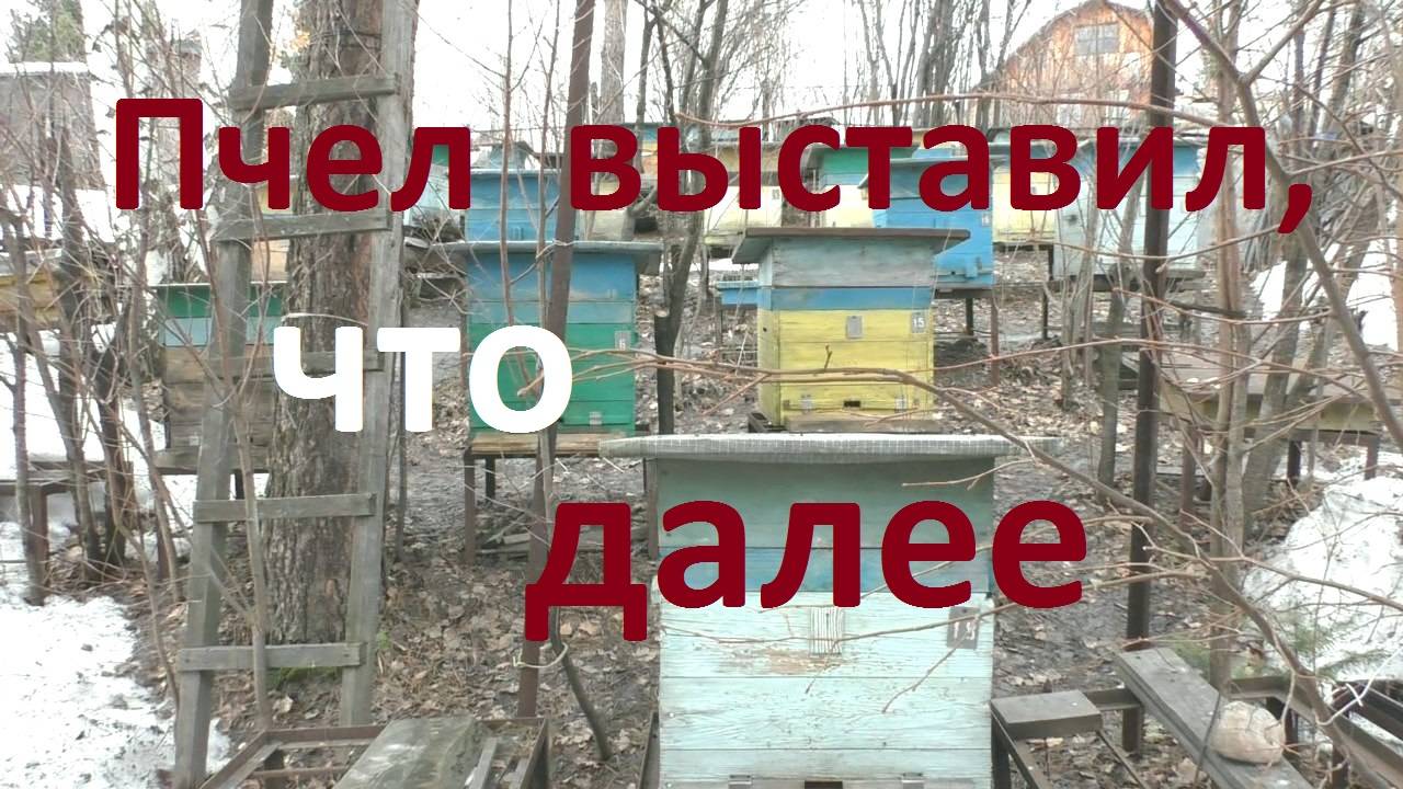 Мои самые первые действия после выставки пчел из зимовника смотреть онлайн