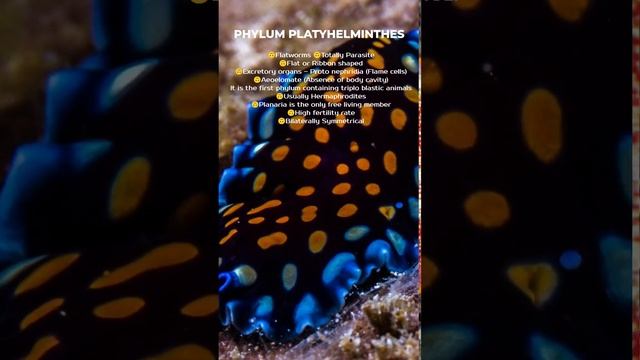 PHYLUM PLATYHELMINTHES #neet2024