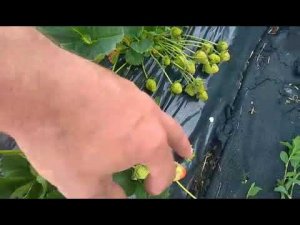 Земляника Кабрилла, Мурана, Крапа10,открытый грунт.