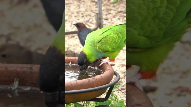 Nanday parakeet spotted!#naturephotography#parrot#relaxing#4knature#wildlife#relaxingmusic#nature смотреть онлайн