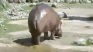 Носорог смешно чихнул