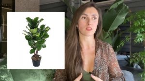 ТОП 5 модных и трендовых растений/Эти растения способны украсить и домашний и коммерческий интерьер