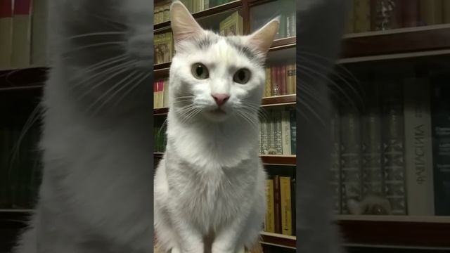 Ну,сфоткай меня...давай😁 #shorts # Cats