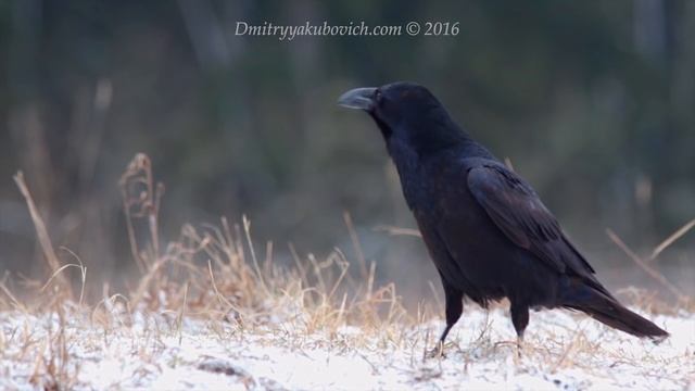 Common RAVEN birds in winter смотреть онлайн