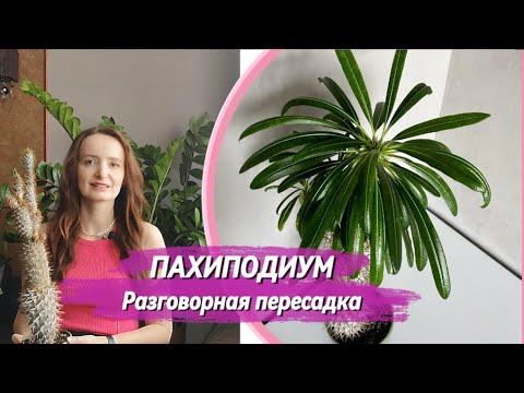ПАХИПОДИУМ Разговорная пересадка смотреть онлайн