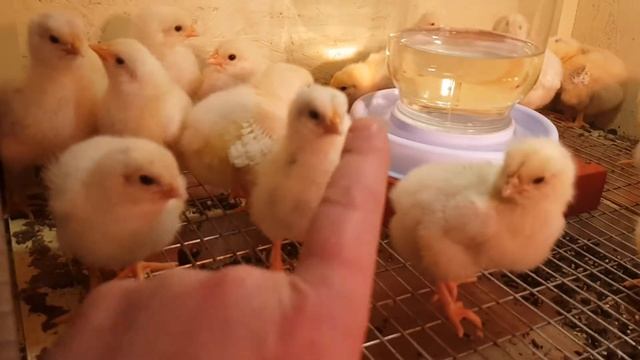 5. 11 марта 2019, цыплятам пять дней смотреть онлайн