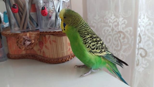 Волнистый Попугай разговаривает 🐦 Попугайчик говорит 🐦 Забавные животные 🐦Мой домашний питомец смотреть онлайн