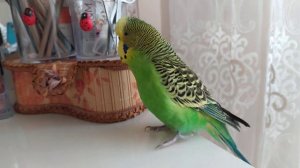 Волнистый Попугай разговаривает 🐦 Попугайчик говорит 🐦 Забавные животные 🐦Мой домашний питомец