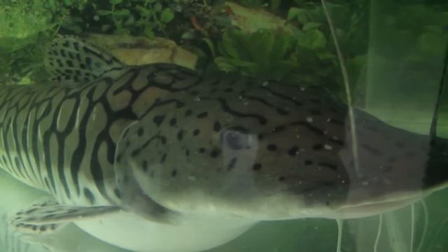 Fish / Рыбки смотреть онлайн