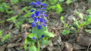 Чудесные травы в мире  природы#энергия #природа