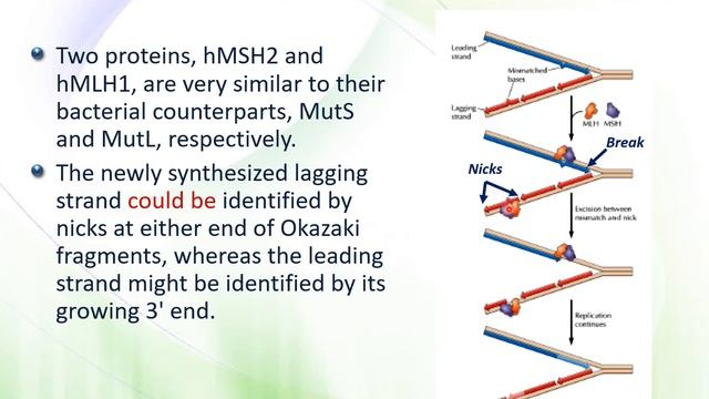 BioM Molecular Biology 2019 2020 part 6 DNA mutations and repair смотреть онлайн