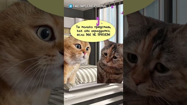 В гости #мыкотики #вмем #разговор #анекдот #шутки #кот #юмор #смешное #прикольно #мемы #cat смотреть онлайн