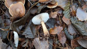 Коллибия масляная (Rhodocollybia butyracea). Гриб на месте произрастания, при приготовл-и и на вкус.