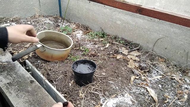 Проклюнулась первая косточка абрикоса-сажаем. 24.04.21