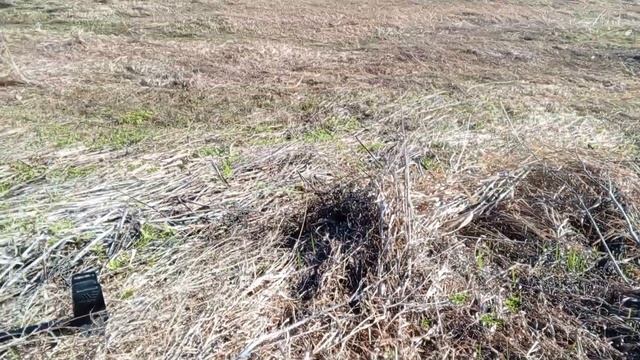 коп на распаханной деревне,много интересного,золото,серебро,домонгол