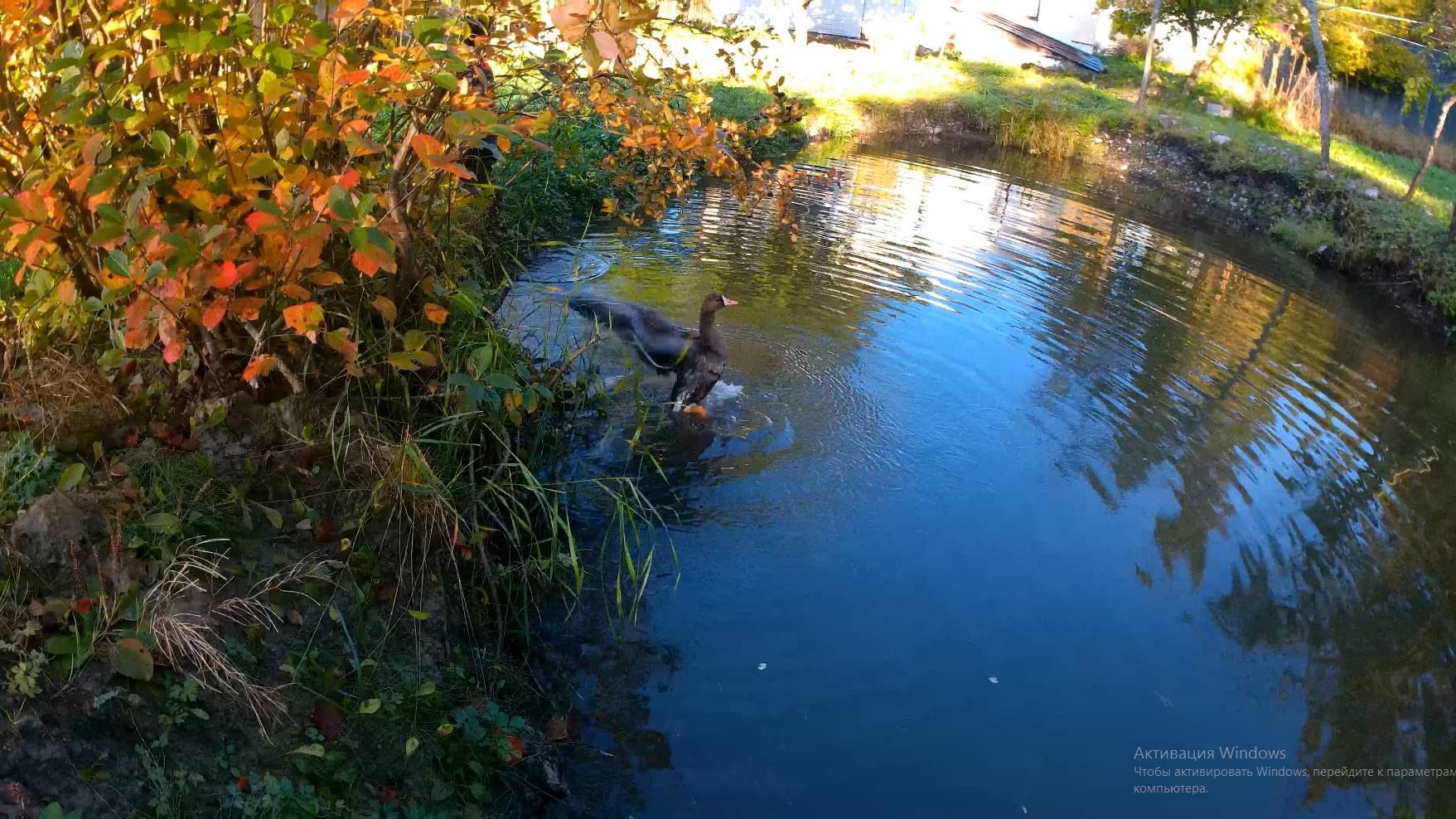 Купание гуся Гоши и рыбалка на даче