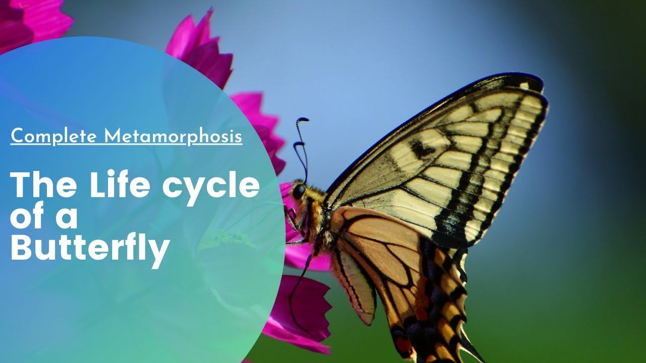 The Life cycle of a Butterfly| Metamorphosis| Educational video for Kids| Kindergarten| English смотреть онлайн