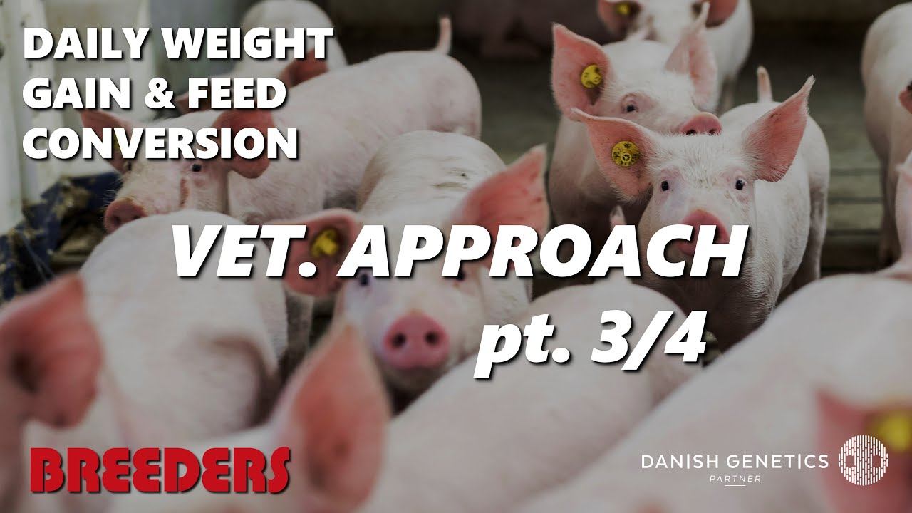 🧪 Daily Weight Gain & Feed Conversion - VET. APPROACH part 3/4: PCV2 смотреть онлайн
