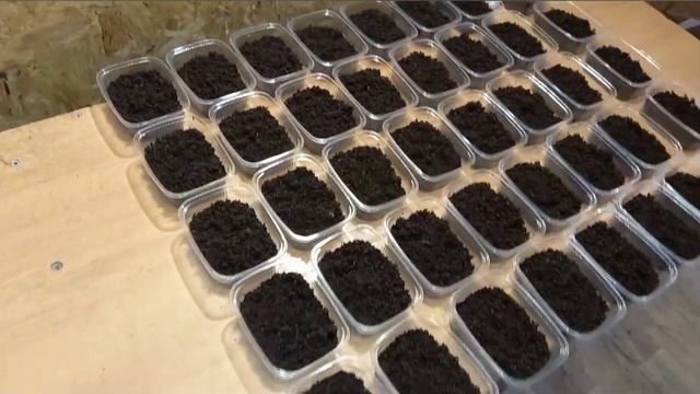 Маленькие нюансы, при фасовке червя. смотреть онлайн