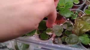 Секреты тепличек для деток фиалки! Нужны ли они?